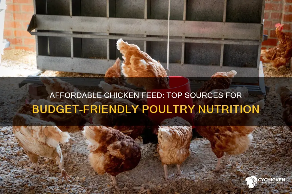 where to buy cheap chicken feed