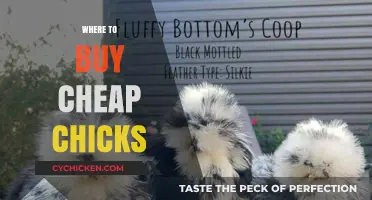 Affordable Chicks: Best Places to Buy Them at Low Prices