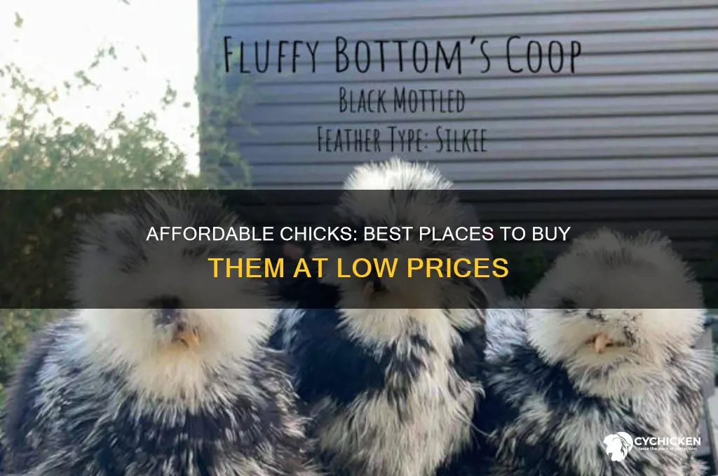 where to buy cheap chicks