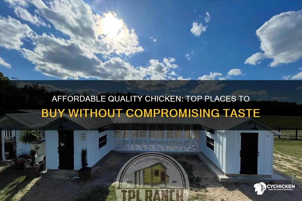 where to buy cheap quality chicken