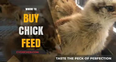 Best Places to Purchase Quality Chick Feed for Healthy Growth