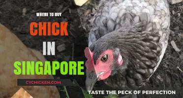 Best Places to Buy Fresh Chicks in Singapore: A Guide