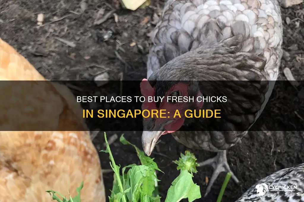 where to buy chick in singapore