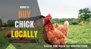 Find Fresh Chicks Locally: Best Places to Purchase Nearby
