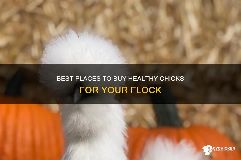 where to buy chick