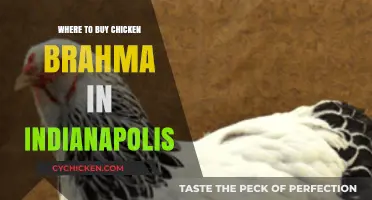 Find Chicken Brahma in Indianapolis: Top Local Sources & Tips