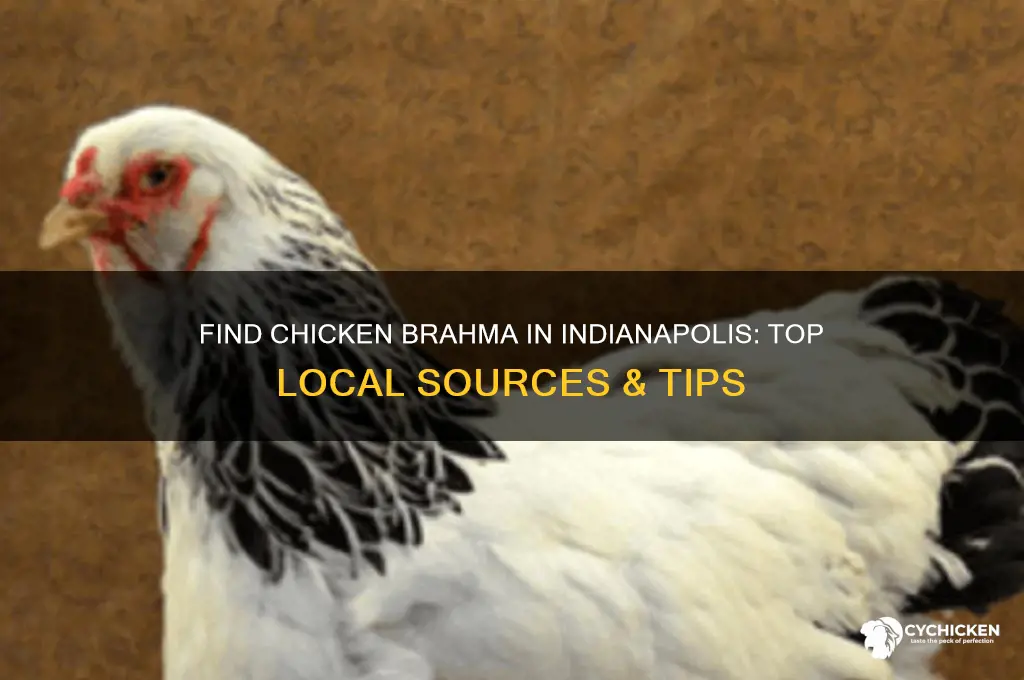 where to buy chicken brahma in indianapolis