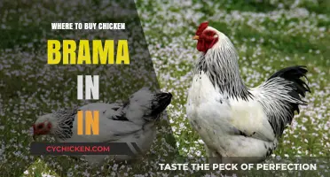 Where to Buy Chicken Brahma in India: Top Stores and Tips