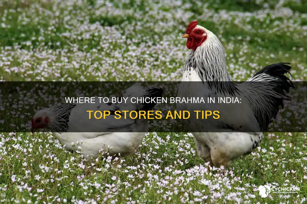 where to buy chicken brama in in