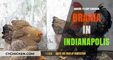Discover Top Spots to Buy Chicken Brama in Indianapolis