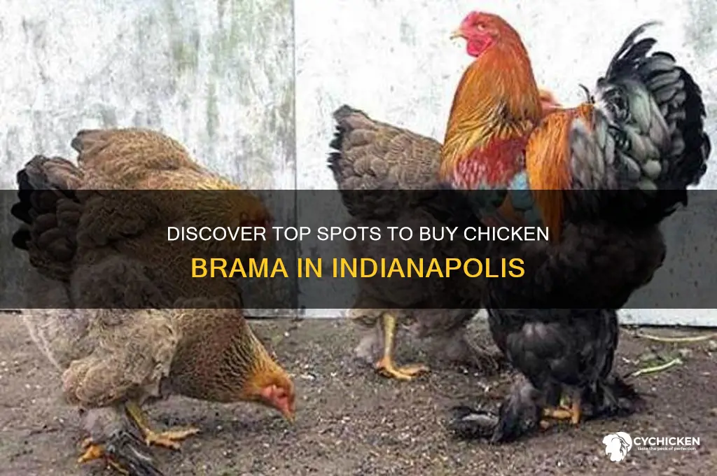where to buy chicken brama in indianapolis