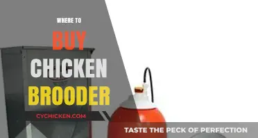 Best Places to Buy Chicken Brooders for Healthy Chicks