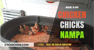 Best Places to Buy Chicken Chicks in Nampa, Idaho