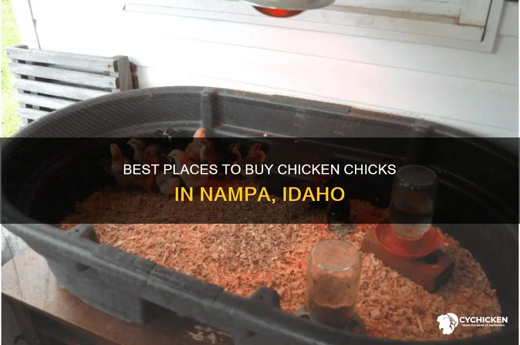 where to buy chicken chicks nampa