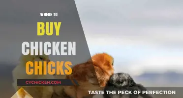 Best Places to Purchase Healthy Chicken Chicks for Your Flock