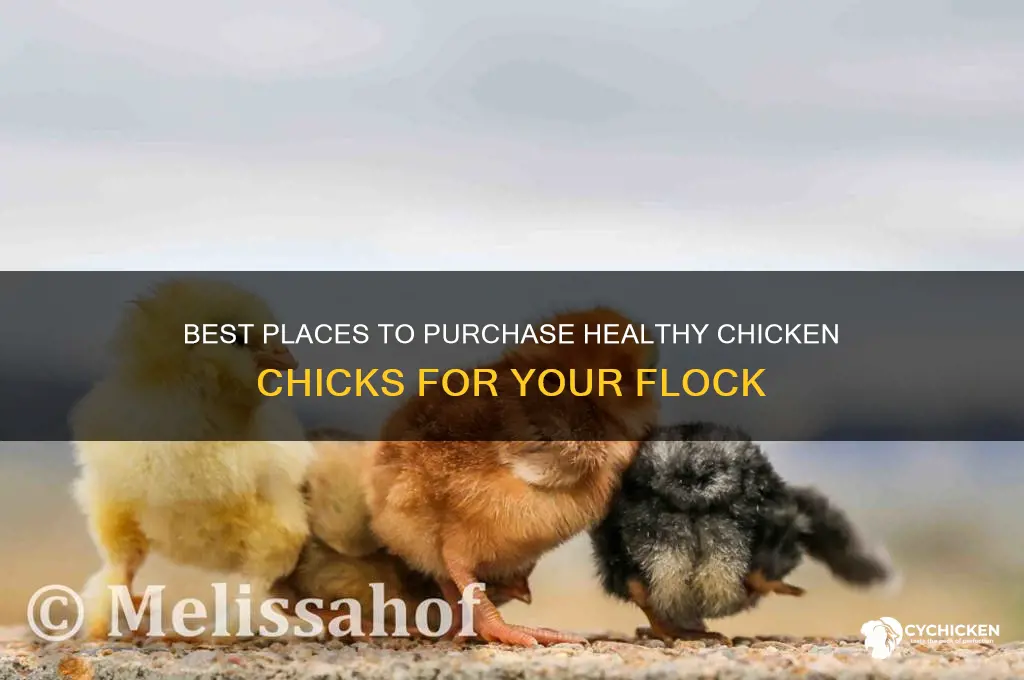 where to buy chicken chicks