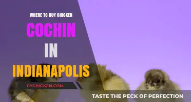 Best Places to Buy Chicken Cochin in Indianapolis: A Local Guide