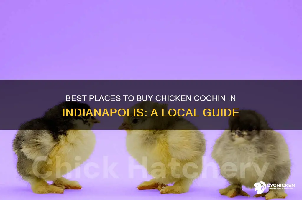 where to buy chicken cochin in indianapolis