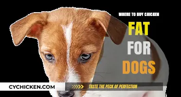 Best Places to Buy Chicken Fat for Dogs: A Healthy Treat Guide