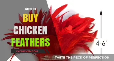 Where to Buy Chicken Feathers: Top Sources and Tips for Purchase
