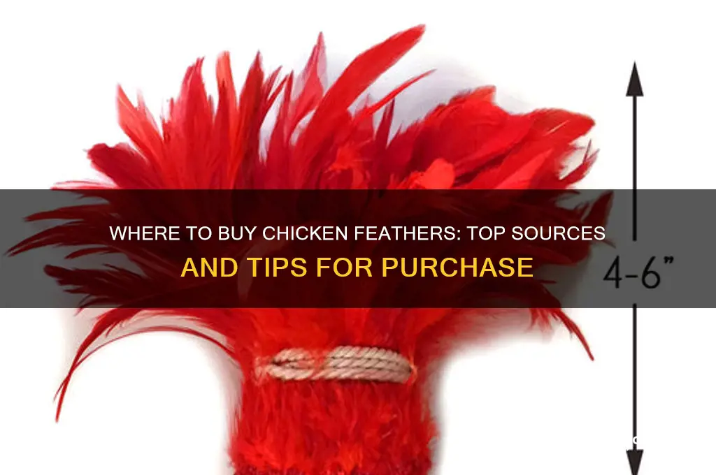where to buy chicken feathers