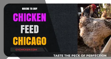 Best Places to Buy Chicken Feed in Chicago: A Local Guide