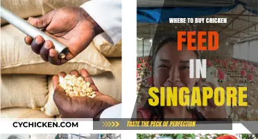 Best Places to Buy Chicken Feed in Singapore for Healthy Poultry