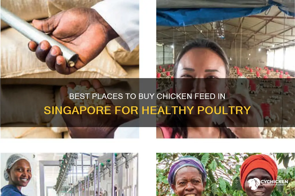 where to buy chicken feed in singapore
