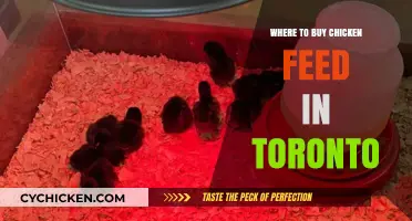 Top Toronto Stores for Quality Chicken Feed Supplies