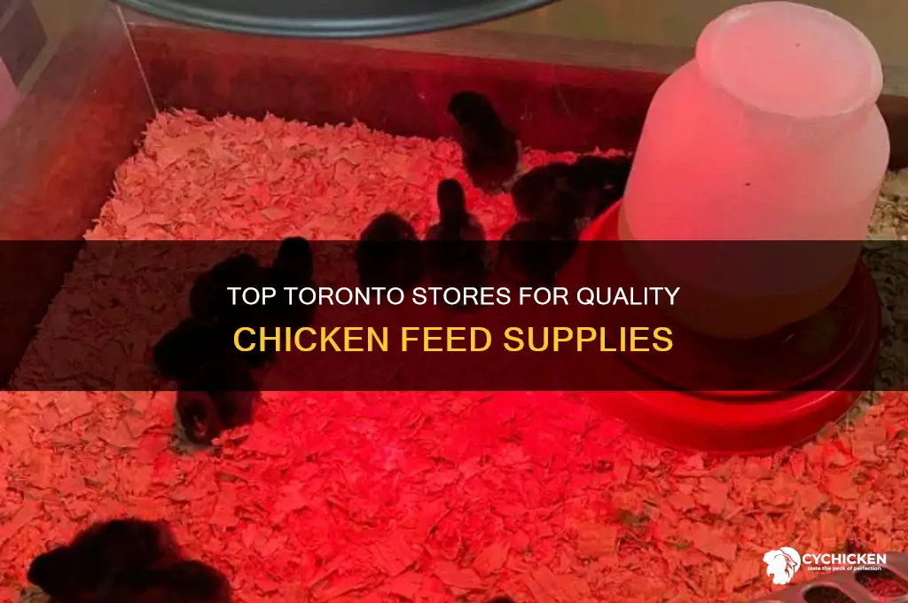 where to buy chicken feed in toronto