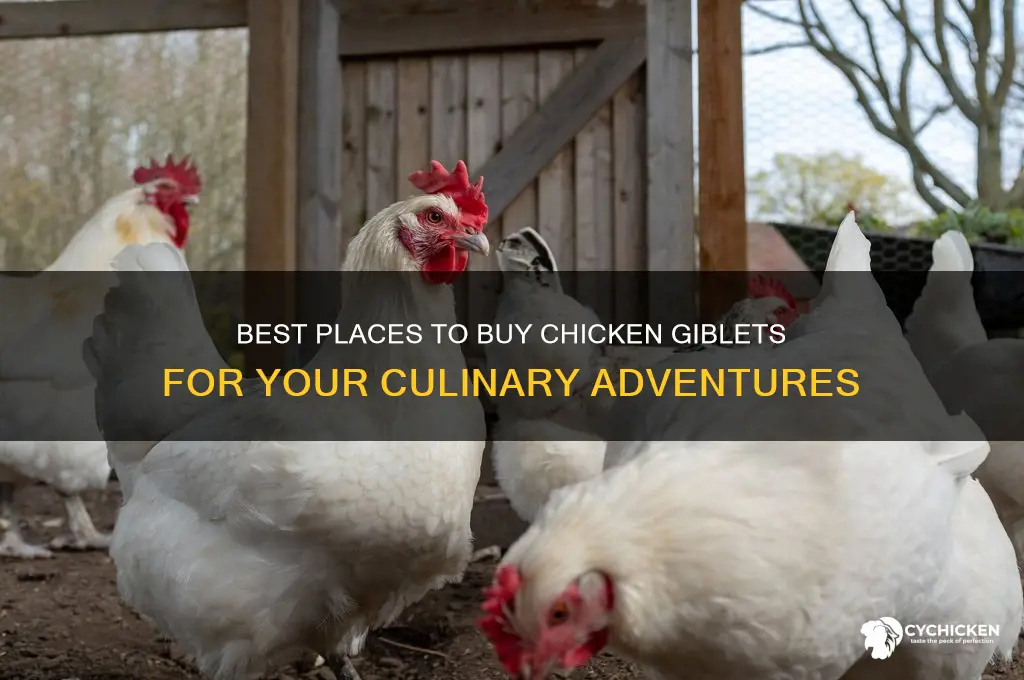 where to buy chicken giblets
