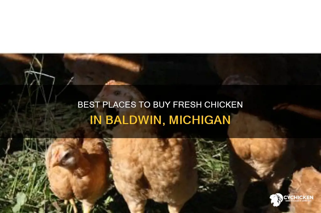where to buy chicken in baldwin michigan