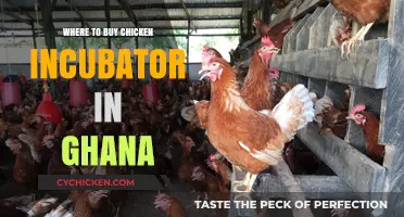 Best Places to Buy Chicken Incubators in Ghana: A Guide