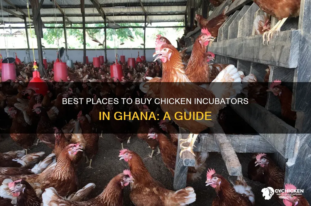 where to buy chicken incubator in ghana