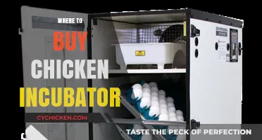 Best Places to Purchase Reliable Chicken Incubators for Hatching Success