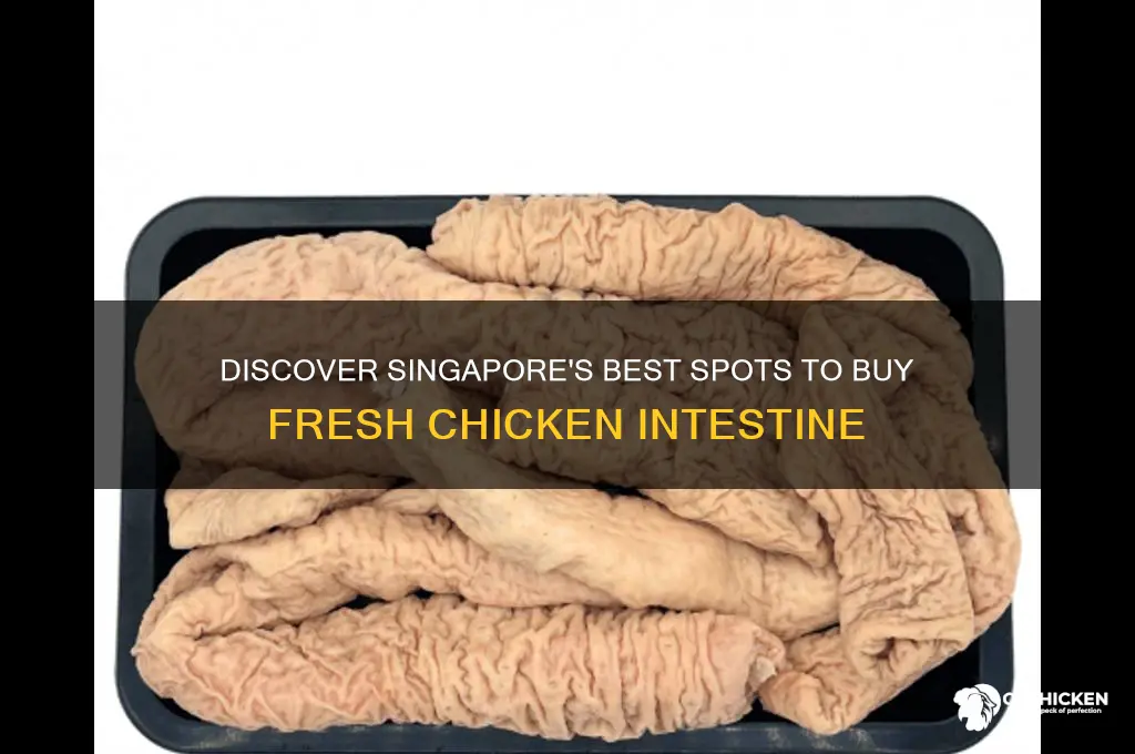 where to buy chicken intestine in singapore