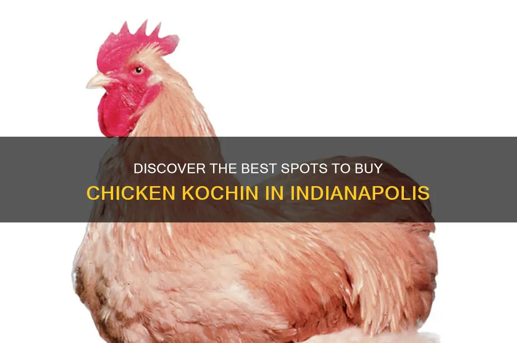 where to buy chicken kochin in indianapolis