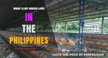 Top Chicken Layer Suppliers in the Philippines: Where to Buy