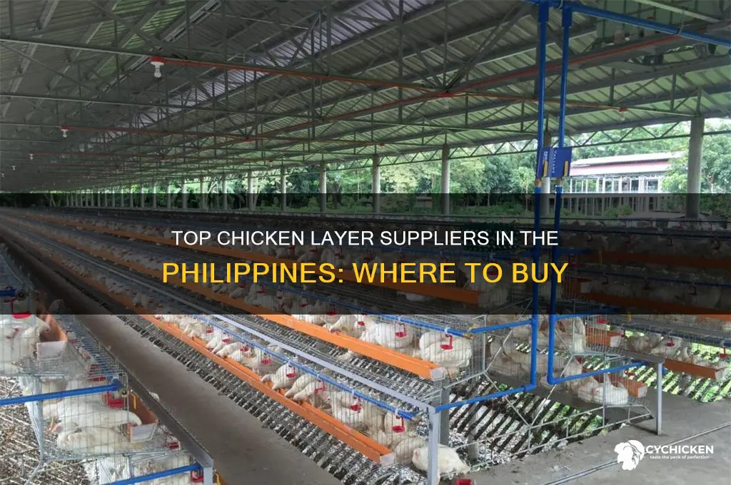 where to buy chicken layer in the philippines