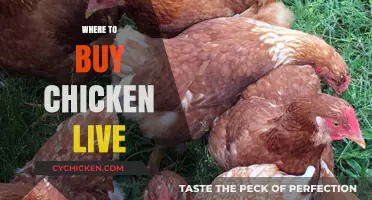 Best Places to Purchase Live Chickens for Your Farm or Home