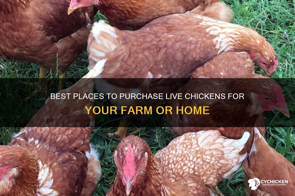 where to buy chicken live