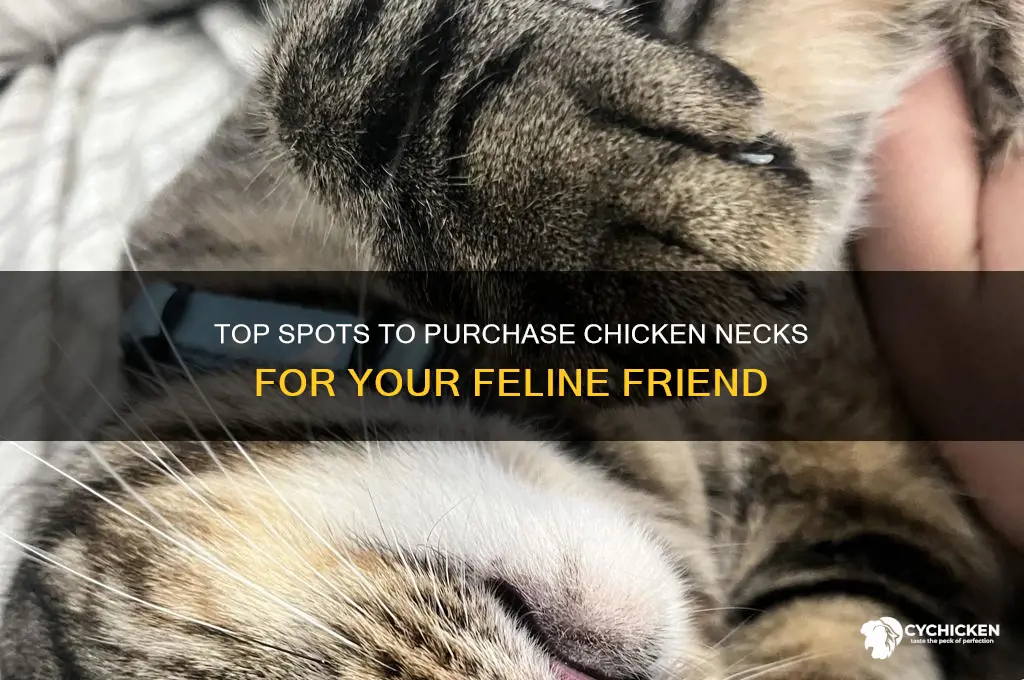 where to buy chicken necks for cats