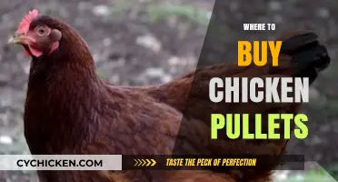 Best Places to Purchase Healthy Chicken Pullets for Your Flock
