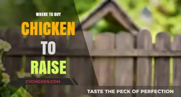 Best Places to Purchase Chickens for Raising at Home