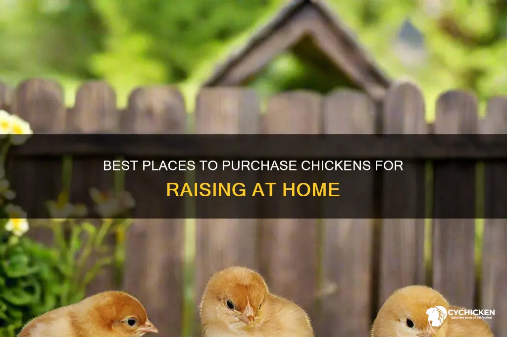 where to buy chicken to raise