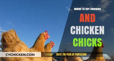 Best Places to Buy Healthy Chickens and Chicks Locally & Online