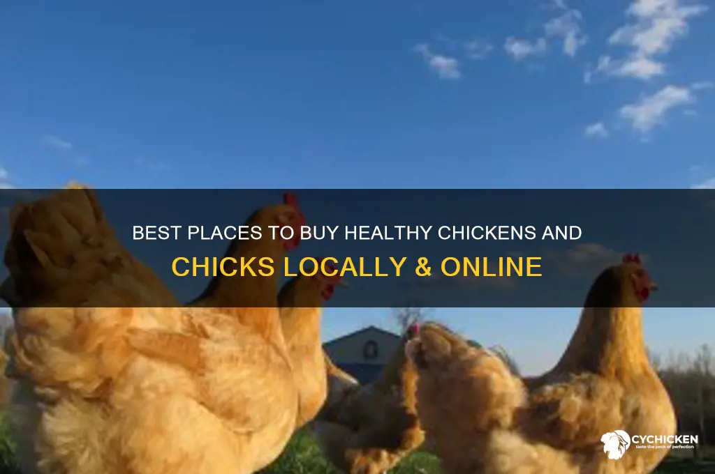 where to buy chickens and chicken chicks