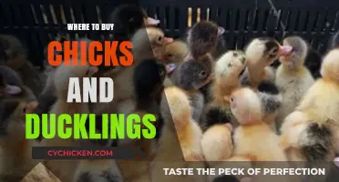 Best Places to Purchase Healthy Chicks and Ducklings Locally & Online
