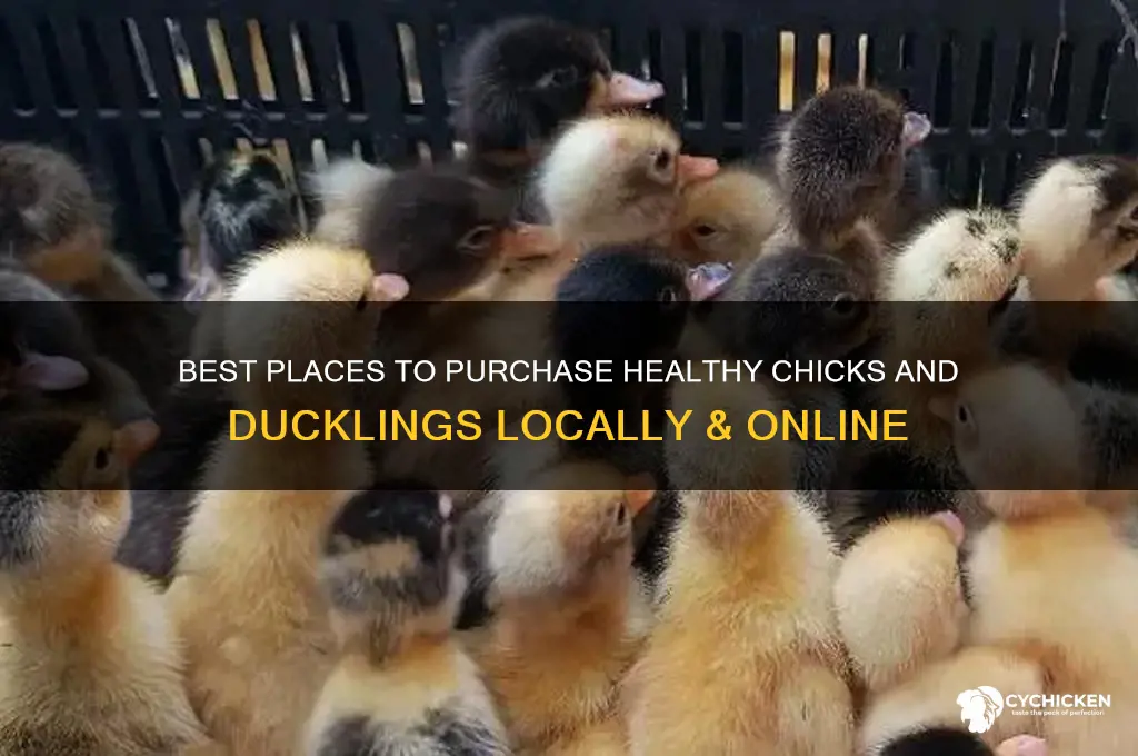 where to buy chicks and ducklings