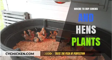 Discover the Best Nurseries to Buy Chicks and Hens Plants
